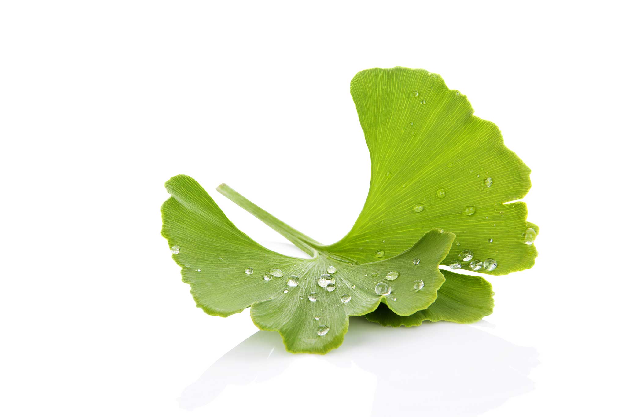 Improve blood circulation with Ginkgo biloba Unika